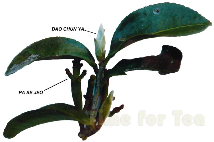 Bao-Chun-Ya-05