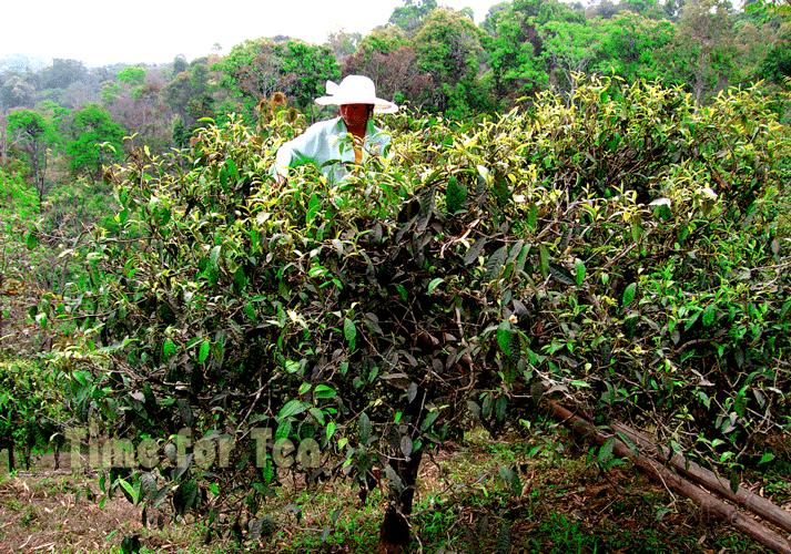 Sbor-Puer-Cha-01