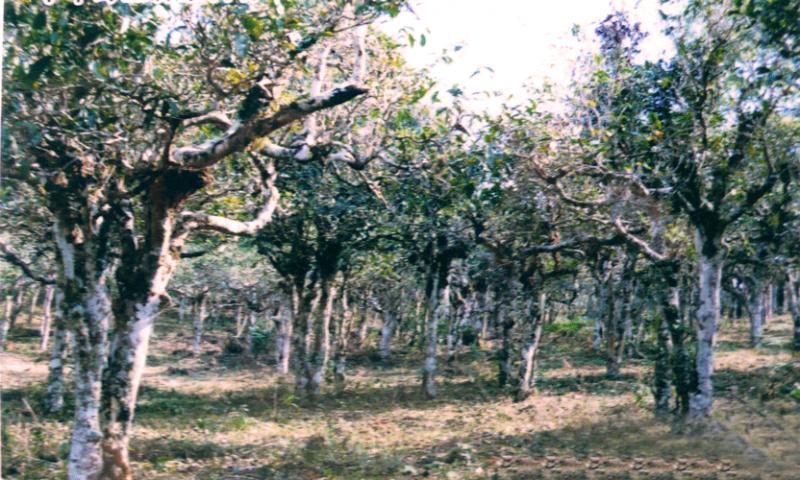 Bao-Chun-Ya-04-02