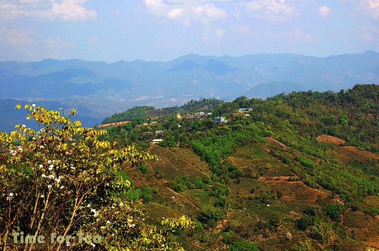 Puer-05