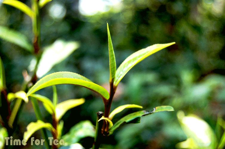 Puer-06