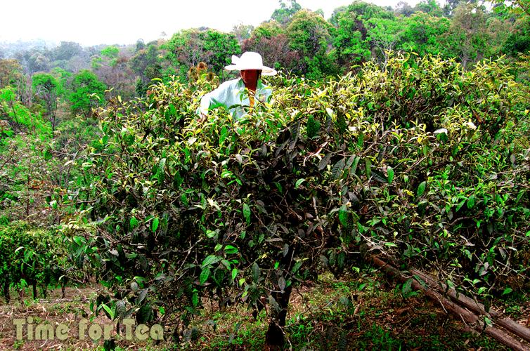 Puer-07