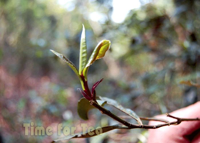 Listya-Puer-01