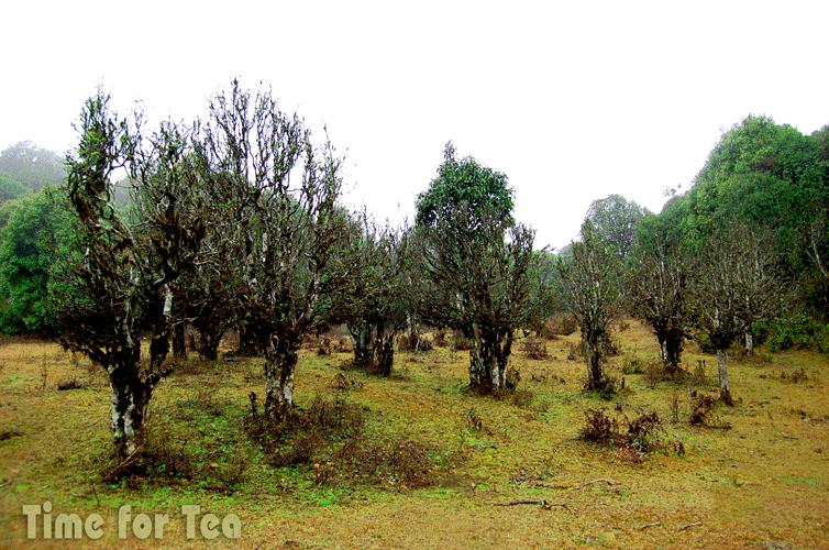 Puer-08