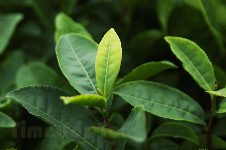 Chai-01