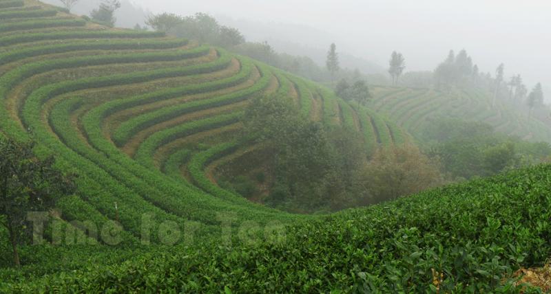 plantaciya_chaya_wu-dan