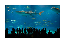 Ocean Park