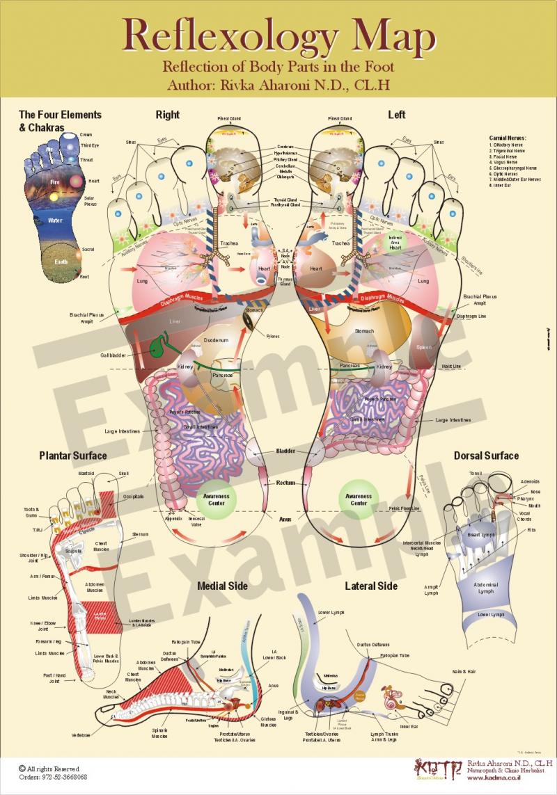 Reflexology Map 1