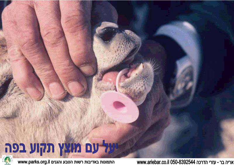 שמירת טבע 1