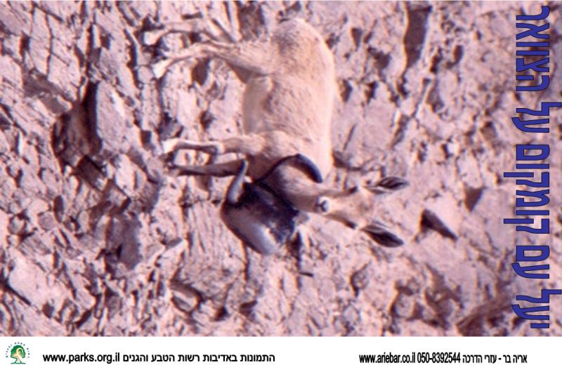 שמירת טבע 8