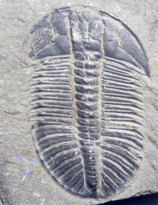 Cambrian_Trilobite_Olenoides_Mt__Stephen