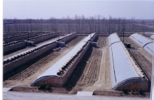 china greenhouse