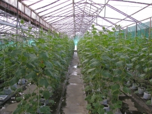indonesia greenhouse java