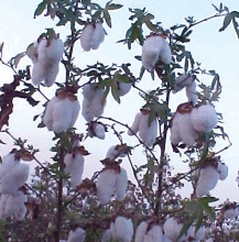 turkmenistan field crops