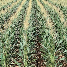 azerbajan field crops