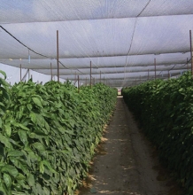 turkey greenhouse