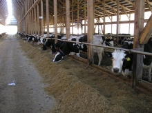 russia dairy farming
