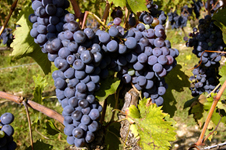 kiantiwine226X150 copy